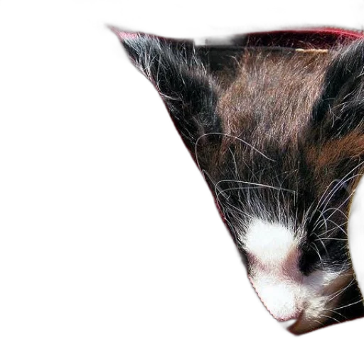 hat, crown, animal, mask transparent PNG cut-out
