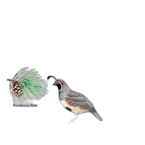 jewelry, animal, staff, food transparent PNG cut-out