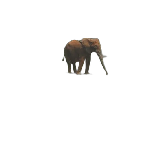 animal, creature, staff, umbrella transparent PNG cut-out