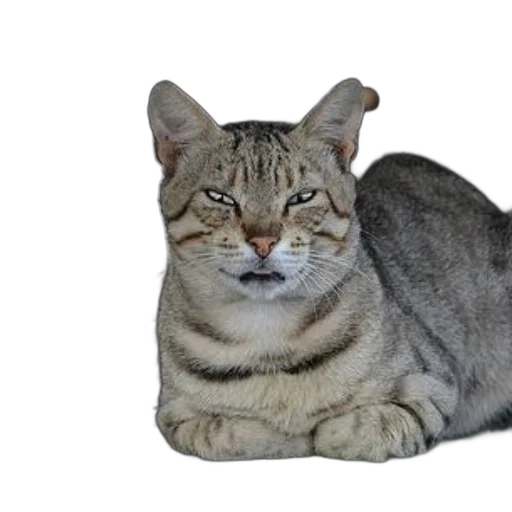 animal, creature, staff, crown transparent PNG cut-out