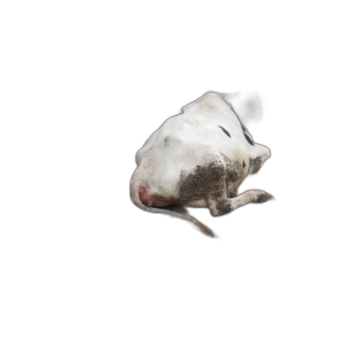 animal, mask, food, hair transparent PNG cut-out