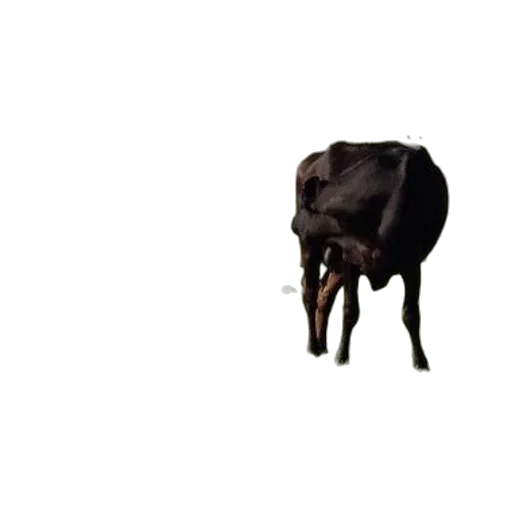 animal, creature, food, weapon transparent PNG cut-out