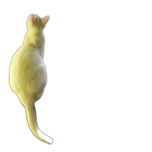 animal, creature, staff, food transparent PNG cut-out