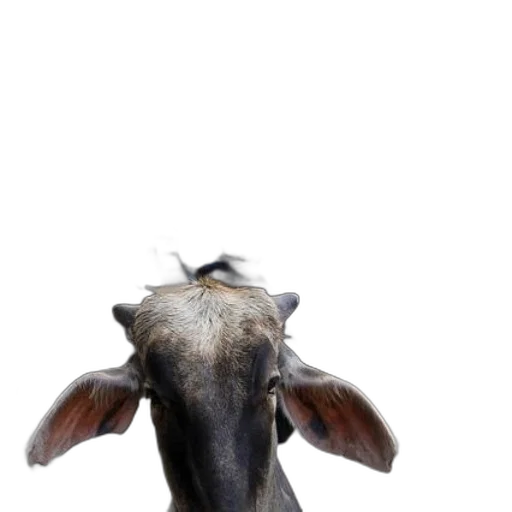 animal, face, hat, creature transparent PNG cut-out