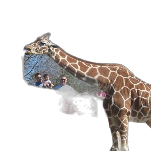 animal, creature, jewelry, crown transparent PNG cut-out