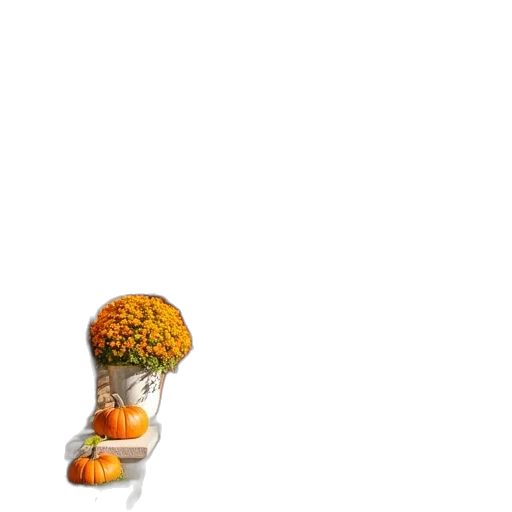 hat, umbrella, crown, tree transparent PNG cut-out