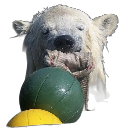 animal, creature, staff, face transparent PNG cut-out