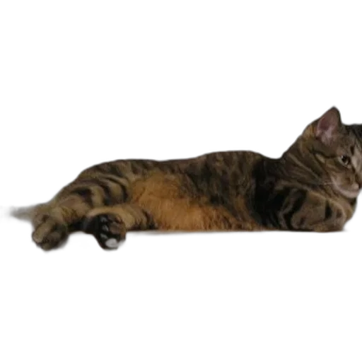 staff, animal, creature, furniture transparent PNG cut-out