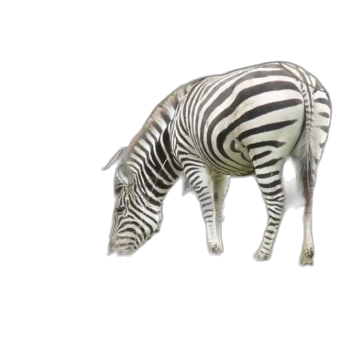animal, creature, furniture, staff transparent PNG cut-out