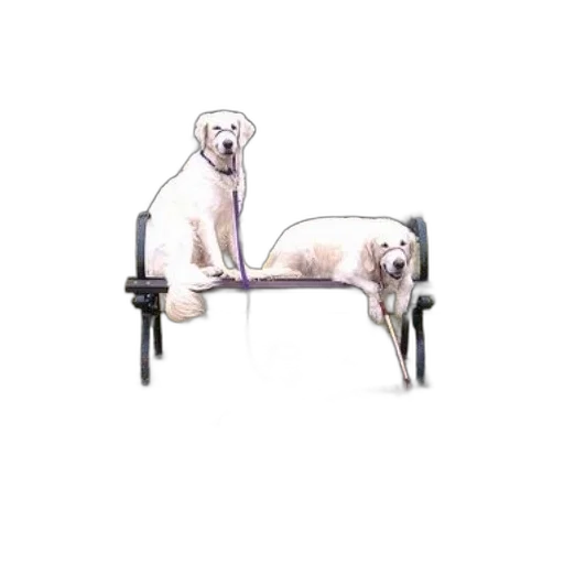 furniture, animal, staff, jewelry transparent PNG cut-out