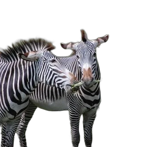 animal, creature, 3d render, photorealistic transparent PNG cut-out