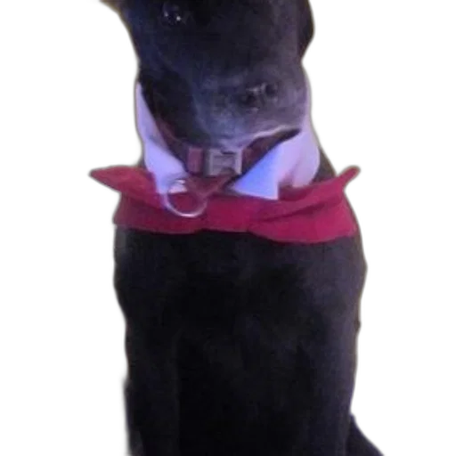 staff, animal, creature, hat transparent PNG cut-out