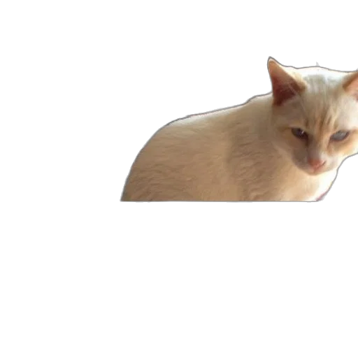 animal, creature, staff, hat transparent PNG cut-out