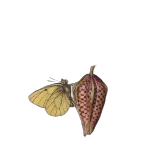 animal, crown, flower, creature transparent PNG cut-out