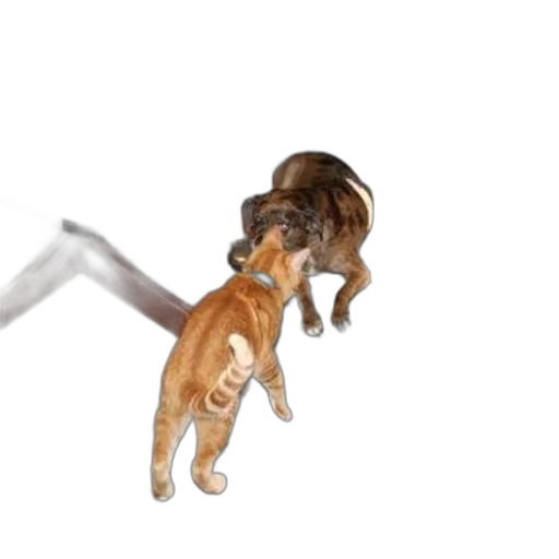animal, creature, hair, staff transparent PNG cut-out