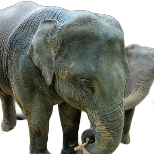 animal, creature, two, elephants transparent PNG cut-out
