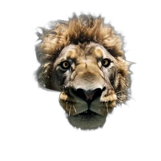 crown, animal, face, jewelry transparent PNG cut-out