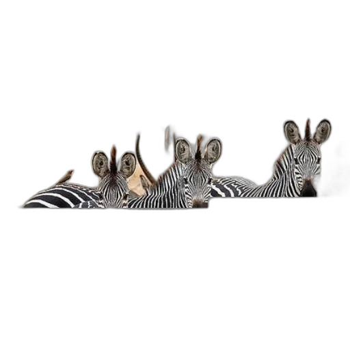 crown, animal, jewelry, furniture transparent PNG cut-out