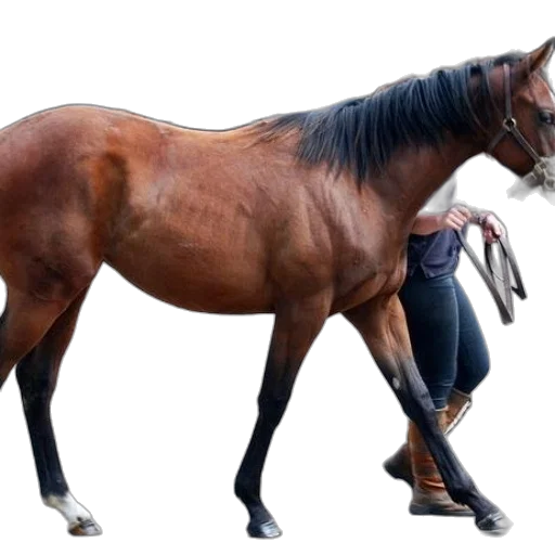 animal, staff, creature, photorealistic transparent PNG cut-out