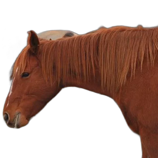animal, hair, creature, weapon transparent PNG cut-out