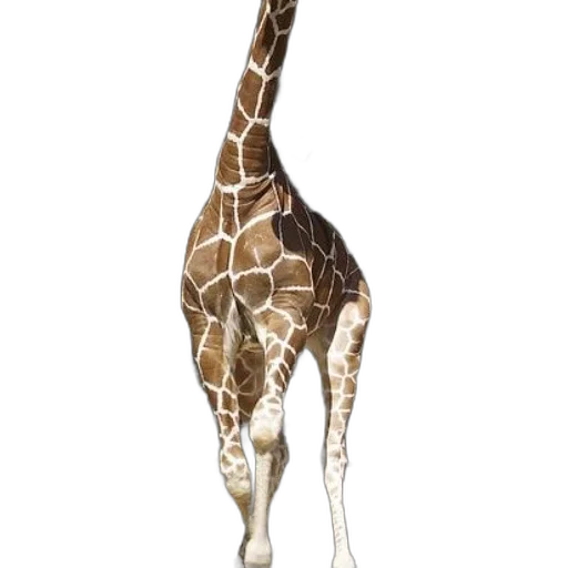animal, creature, staff, weapon transparent PNG cut-out