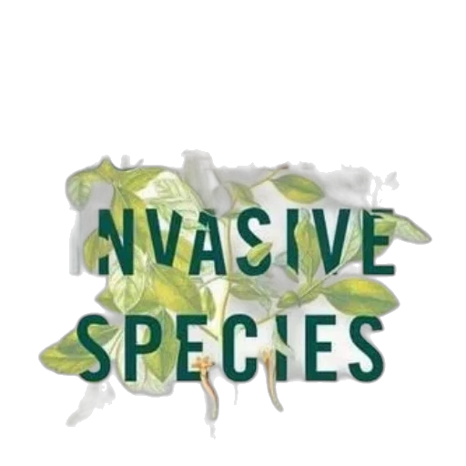 animal, beyond, war, invasive transparent PNG cut-out