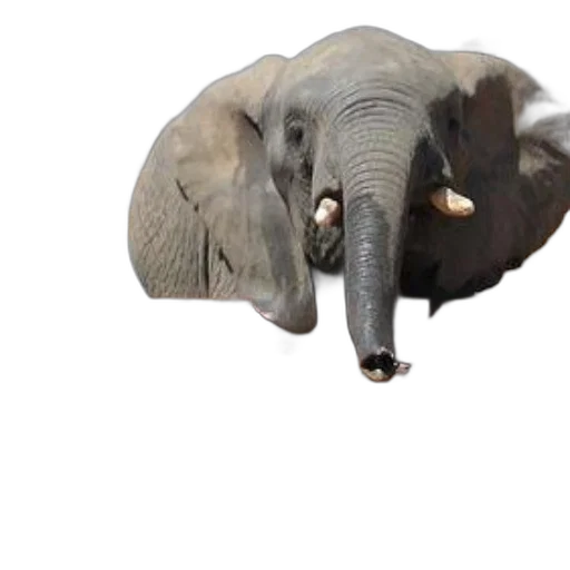 animal, creature, hat, face transparent PNG cut-out