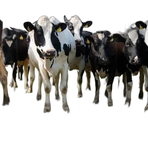 animal, 3d render, photorealistic, concept art transparent PNG cut-out