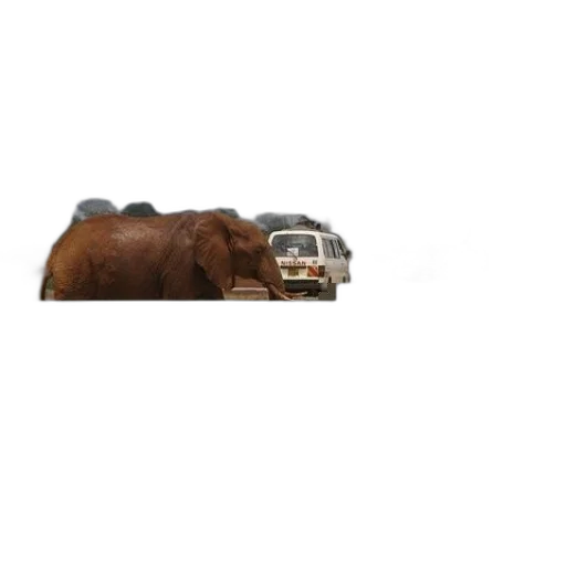 car, animal, creature, hat transparent PNG cut-out