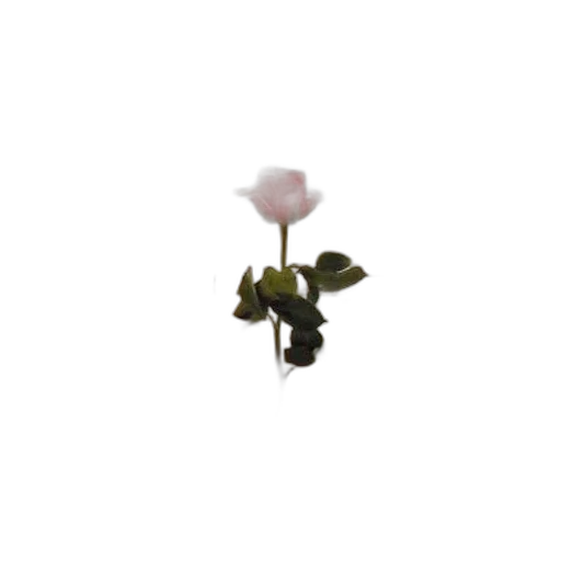 flower, jewelry, weapon, staff transparent PNG cut-out