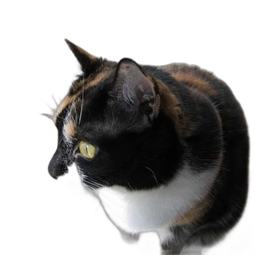 animal, staff, creature, crown transparent PNG cut-out