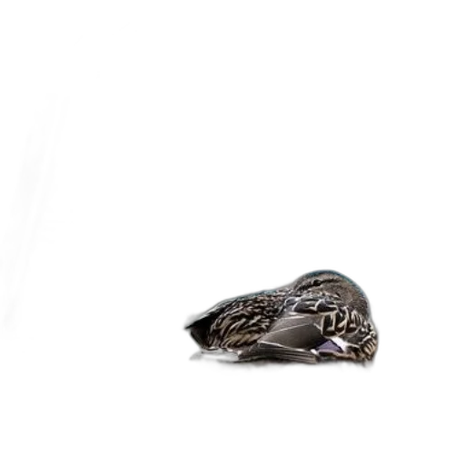 jewelry, animal, crown, hat transparent PNG cut-out