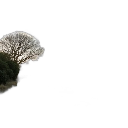 tree, hair, hat, crown transparent PNG cut-out