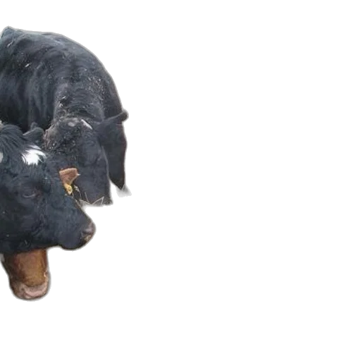 animal, hair, creature, hat transparent PNG cut-out