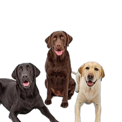 animal, staff, photorealistic, 3d render transparent PNG cut-out
