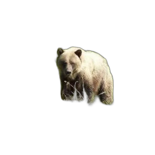 animal, creature, jewelry, food transparent PNG cut-out