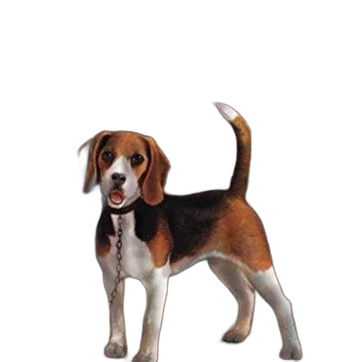 animal, staff, creature, photorealistic transparent PNG cut-out