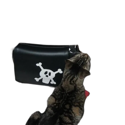 hat, staff, weapon, cat transparent PNG cut-out