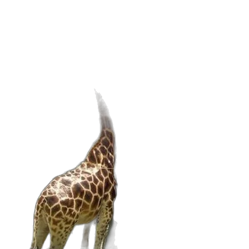 animal, creature, staff, umbrella transparent PNG cut-out