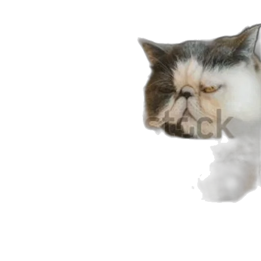 animal, face, creature, dragon transparent PNG cut-out
