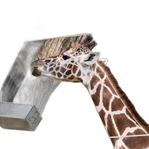 weapon, animal, sword, shoes transparent PNG cut-out