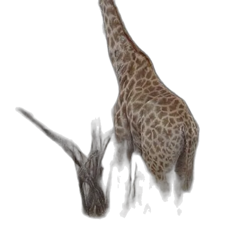 animal, creature, staff, dragon transparent PNG cut-out