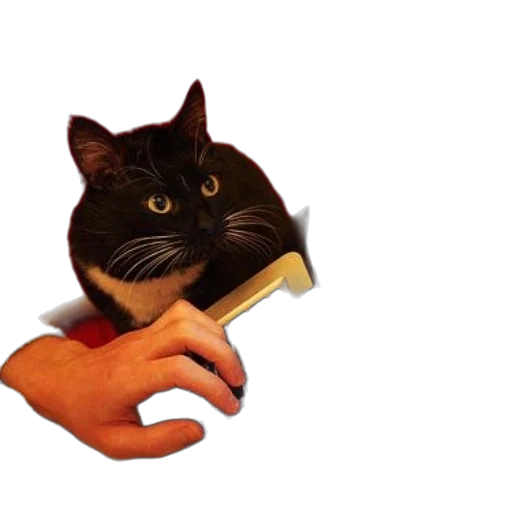 mask, animal, hat, shoes transparent PNG cut-out