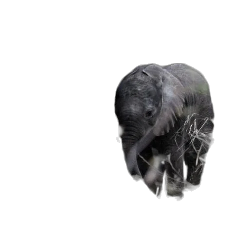 creature, animal, mask, hair transparent PNG cut-out
