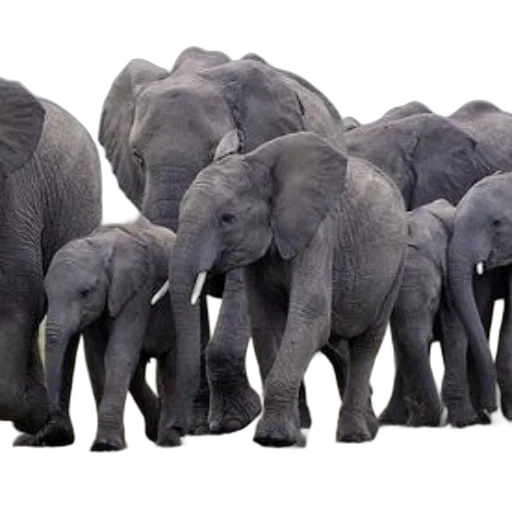 animal, concept art, herd, elephants transparent PNG cut-out