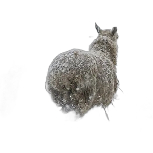 animal, hair, hat, creature transparent PNG cut-out
