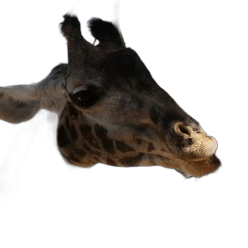animal, creature, staff, face transparent PNG cut-out
