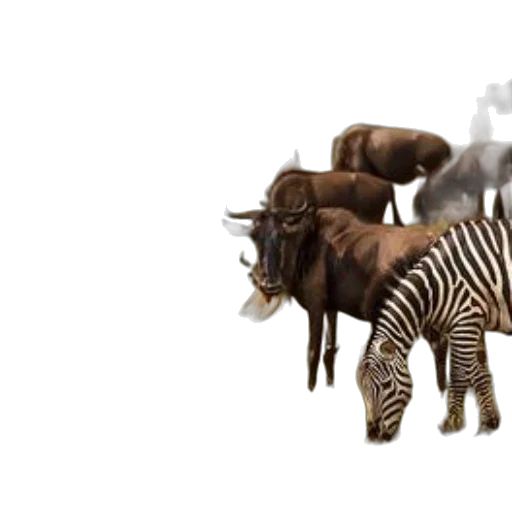animal, 3d render, concept art, photorealistic transparent PNG cut-out