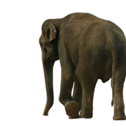 animal, creature, staff, 3d render transparent PNG cut-out