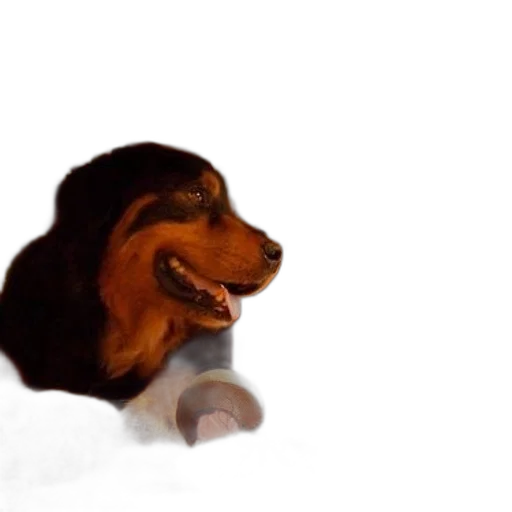 animal, creature, face, staff transparent PNG cut-out